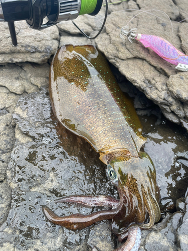 アオリイカの釣果