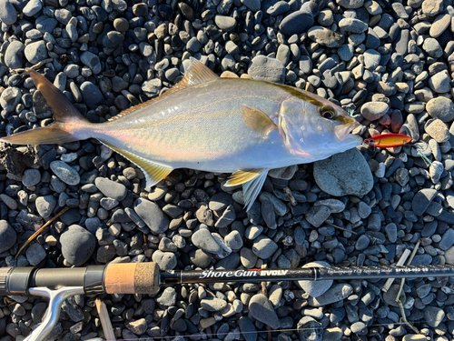 ショゴの釣果