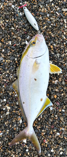 ショゴの釣果