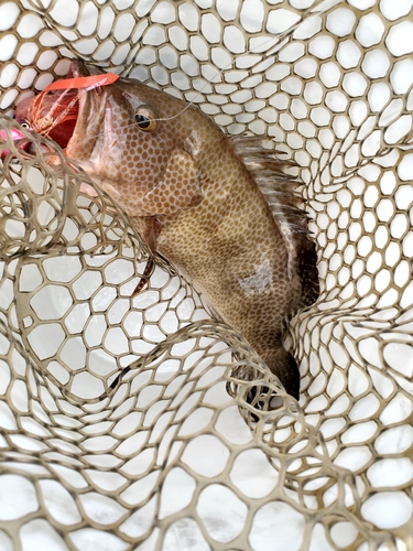 オオモンハタの釣果