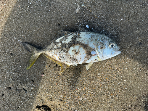 三浦海岸