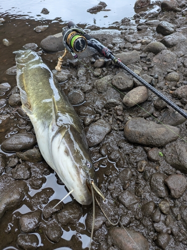 ナマズの釣果