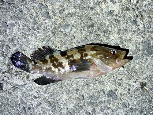 鳴尾浜臨海公園海づり広場