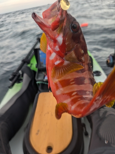 アカハタの釣果