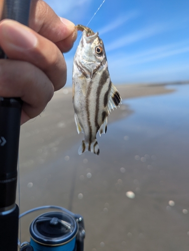 コトヒキの釣果