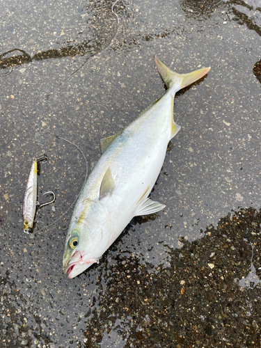 ヤズの釣果