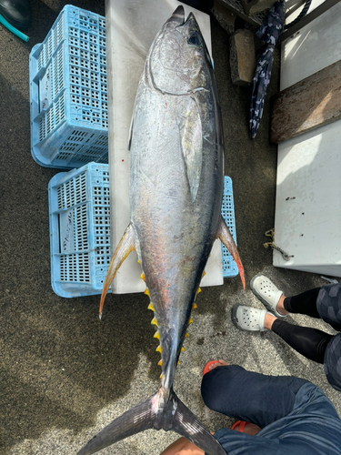 キハダマグロの釣果