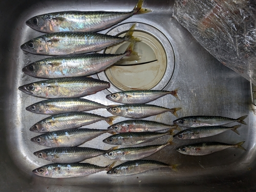 サバの釣果