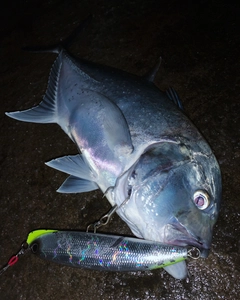 ロウニンアジの釣果