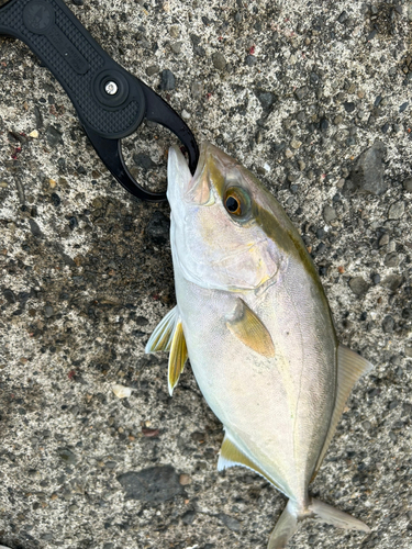 ショゴの釣果