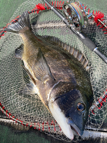 チヌの釣果