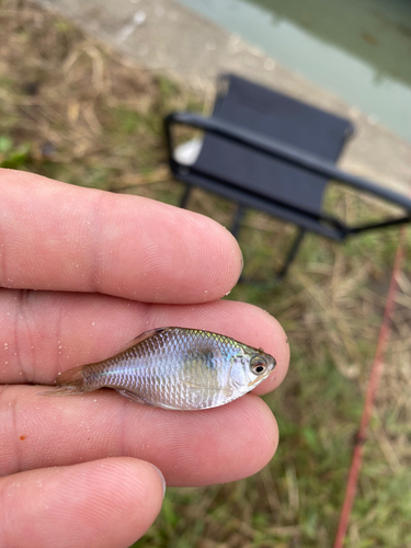 タナゴの釣果