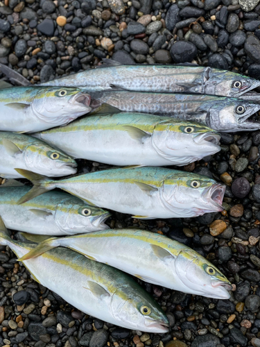 フクラギの釣果