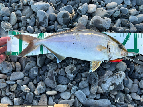 ショゴの釣果