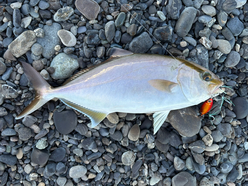 ショゴの釣果