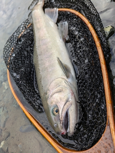 うらたんざわ渓流釣場