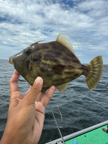 カワハギの釣果