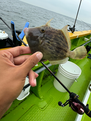 カワハギの釣果