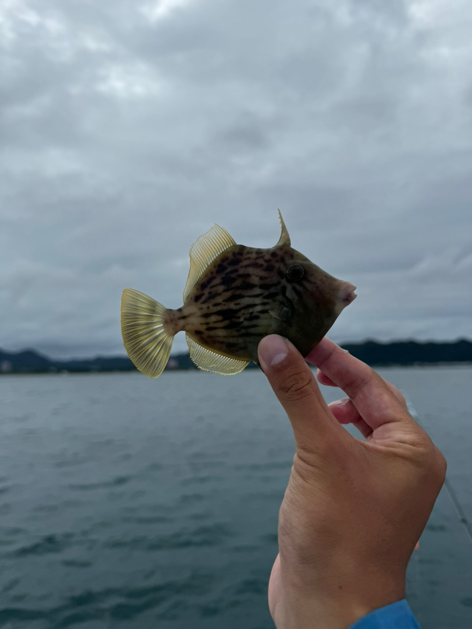 カワハギ