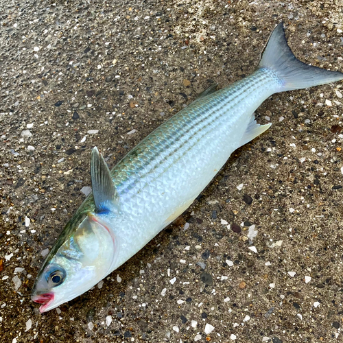 ボラの釣果