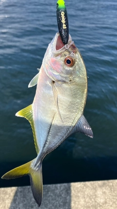 メッキの釣果