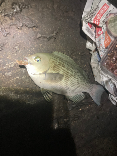 若洲海浜公園海釣り施設