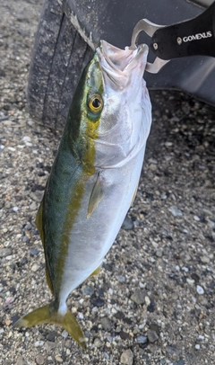 イナダの釣果