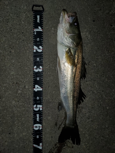 シーバスの釣果