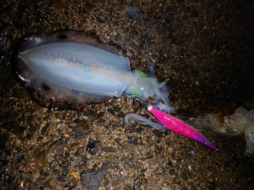 アオリイカの釣果