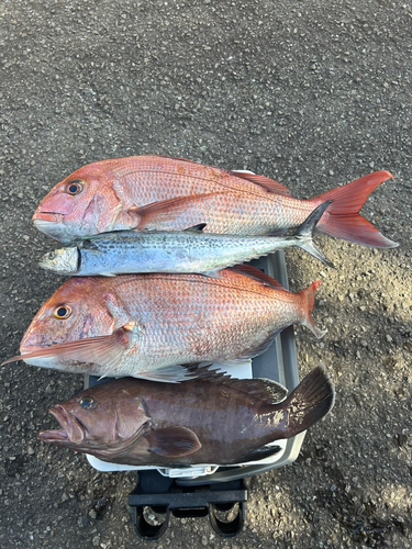 フグの釣果