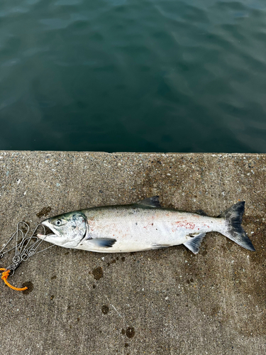 サケの釣果