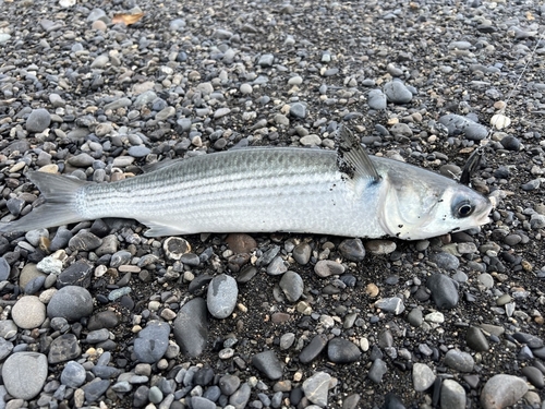 ボラの釣果