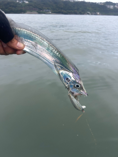 タチウオの釣果