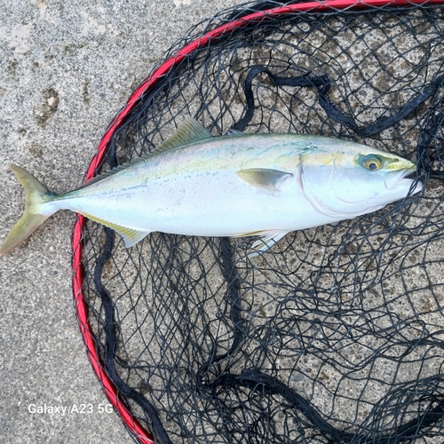 ツバスの釣果