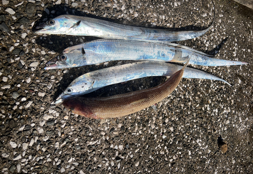 タチウオの釣果