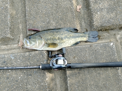 ラージマウスバスの釣果