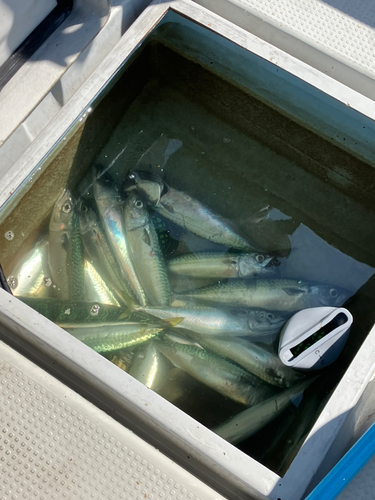 サバの釣果