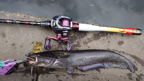 ナマズの釣果