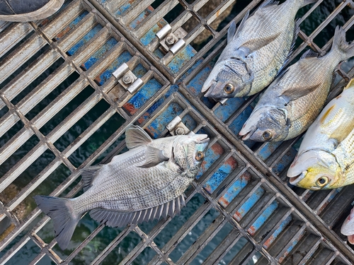 チヌの釣果