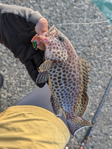 オオモンハタの釣果