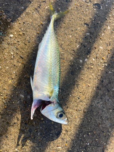 サバの釣果