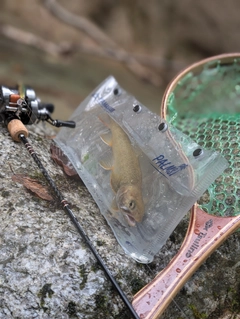 イワナの釣果