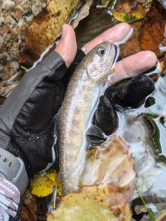 イワナの釣果