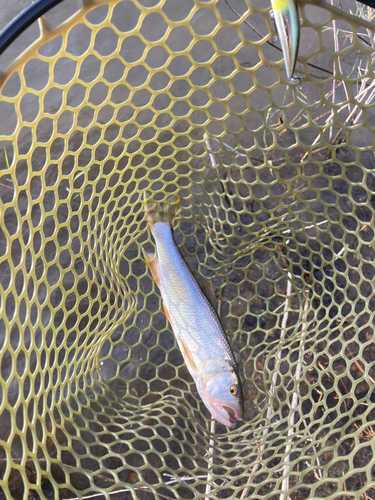 ハスの釣果