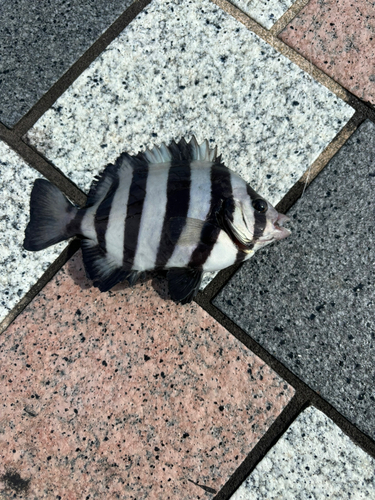 サンバソウの釣果