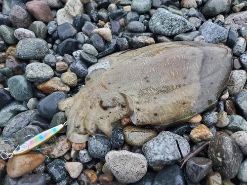 モンゴウイカの釣果