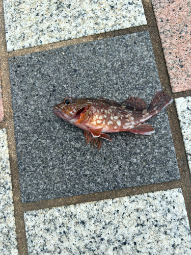 カサゴの釣果