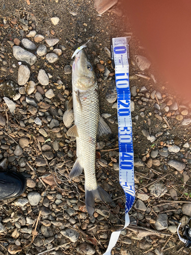 ニゴイの釣果