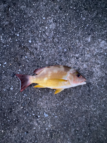 オキフエダイの釣果