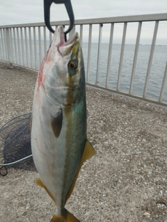 イナダの釣果